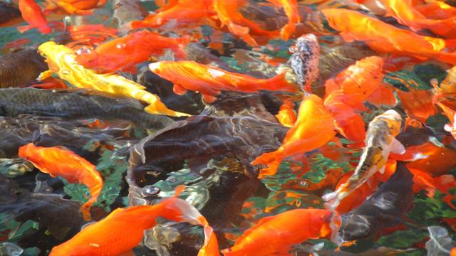 锦鲤吃什么增色