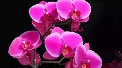 各种樱花的花语