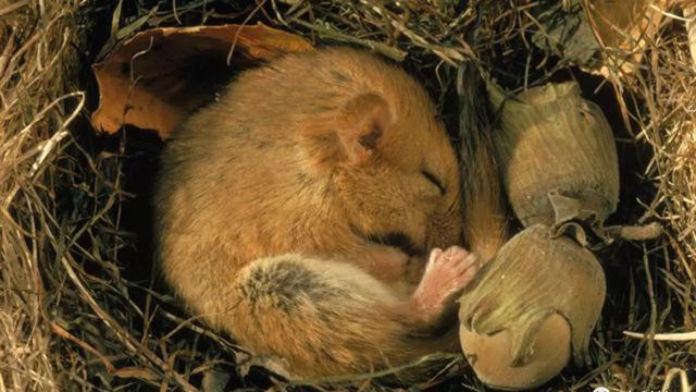 金花松鼠冬眠图片