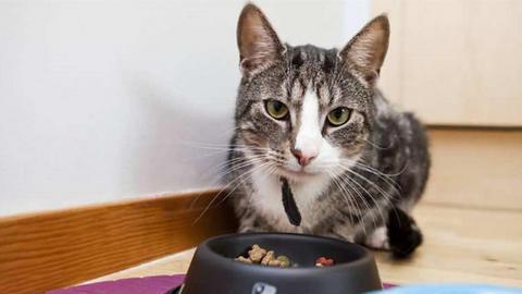猫喜欢吃什么啊第一次养猫求经验