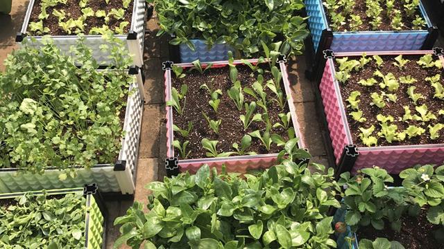 请问什么植物最容易种