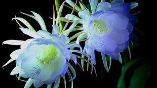 有什么花好看花语又好