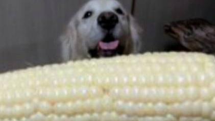 狗狗能吃玉米吗