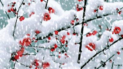 殘雪經典詞句
