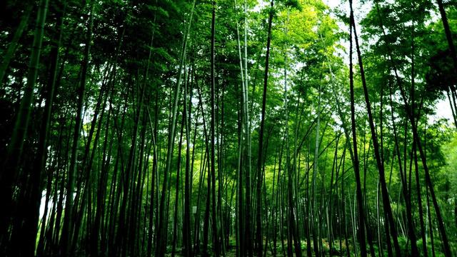 月下竹影詩句