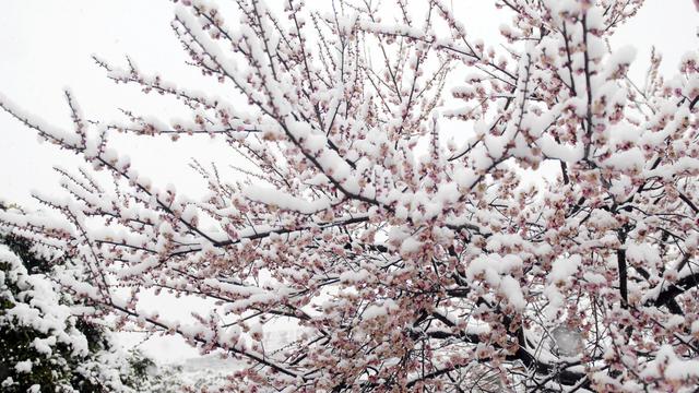 白雪壓紅梅詩句