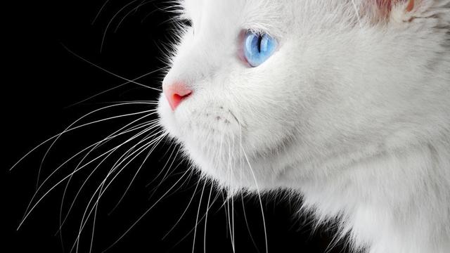 白毛蓝眼睛的猫