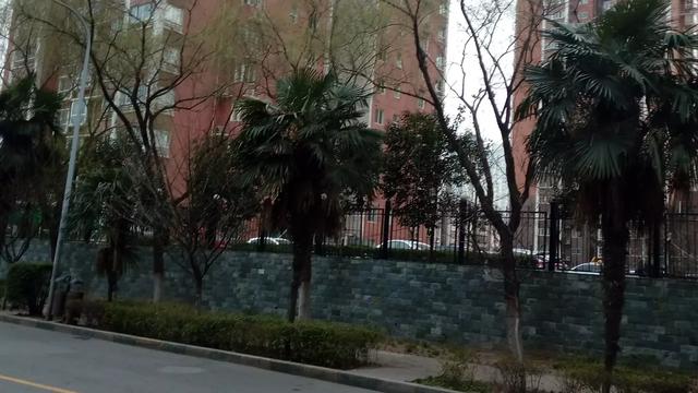 樹葉發芽的詩句