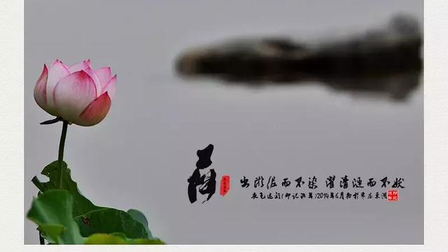 莲心不染尘散文