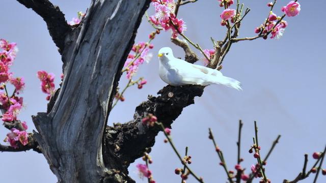 我愛梅花詞句