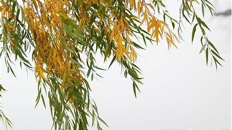 天遂人愿是什么意思