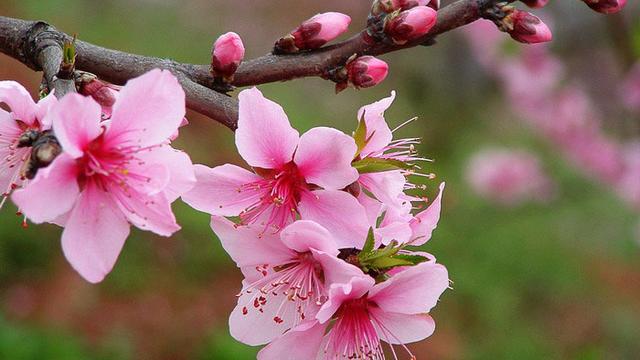 五月的桃花詩句