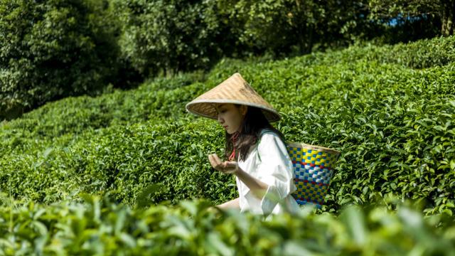 采茶的詩詞句