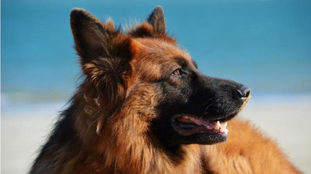 想养大型犬养哪个品种好