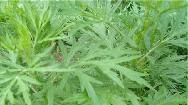 猴头菇是长在树上吗知道了