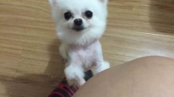 帮博美犬接生的方法有哪些