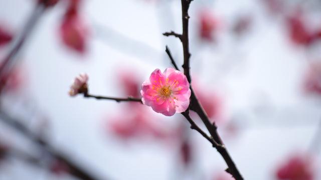 小雪节气古诗大全