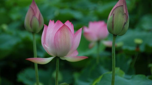 关于小暑节的诗