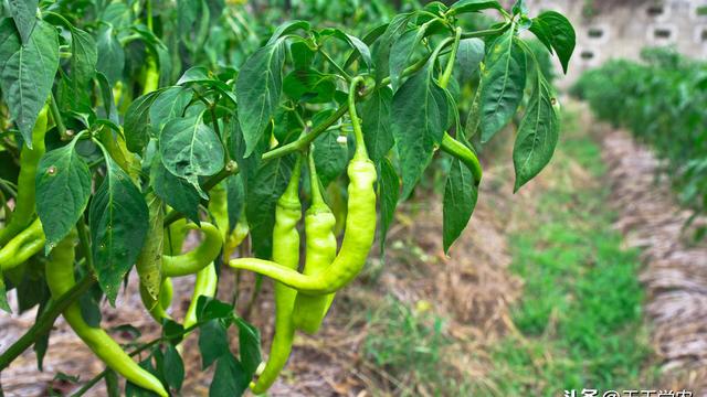 辣椒高产种植技术要点