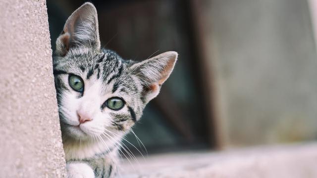 实用流浪猫的作文