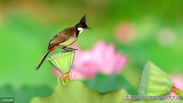 野餐日记范文合集