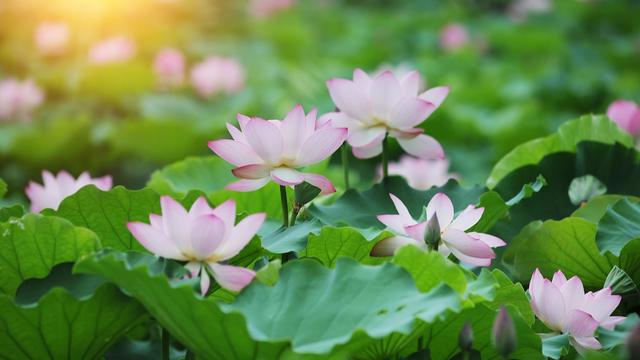杨万里荷花的诗句解释