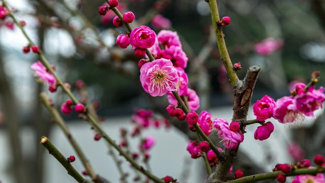 赏梅小学生作文通用