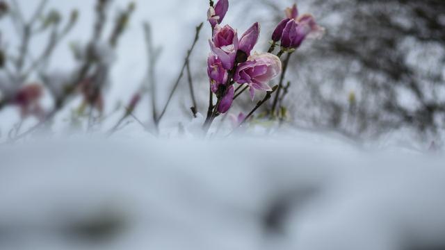 关于雪二年级作文汇总六篇