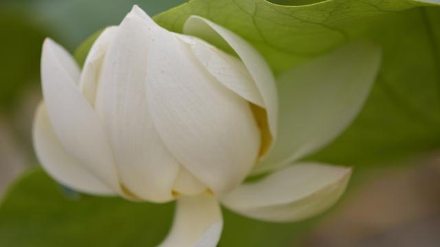 繁花落尽不见君小说