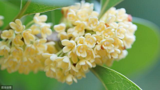 桂花与秋天的诗句