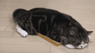 小猫甩尾巴表达什么意思