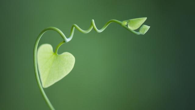 精选写观察植物的作文七篇