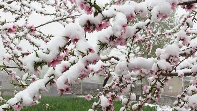 原野凝雪散文