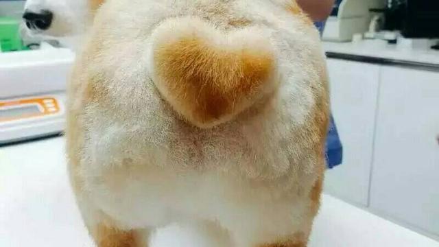 关于放屁作文300字精选