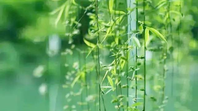 含有柳树的诗句大全