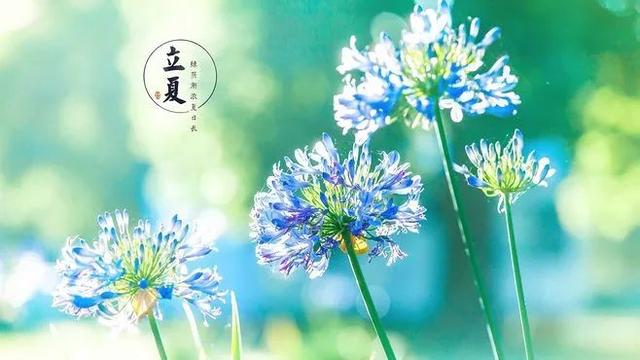 写立夏时节荷叶的诗句