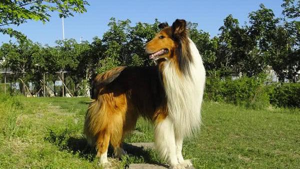 苏格兰牧羊犬好养吗