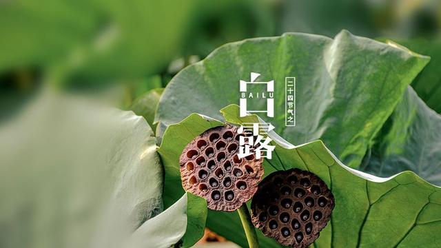 描述白露的诗