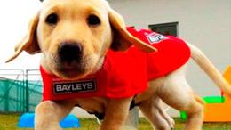 如何训练拉布拉多幼犬成为导盲犬