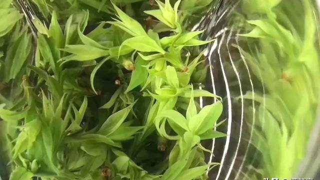 小叶苦丁茶的加工流程