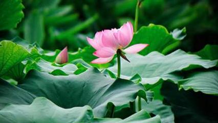 出伏什么意思