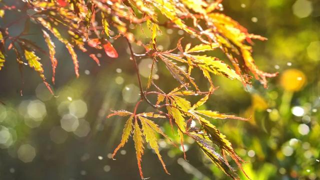 写秋雨的诗句有哪些
