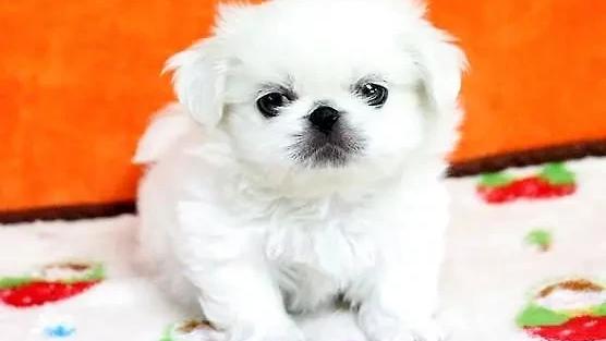 我喜欢拉布拉多犬作文