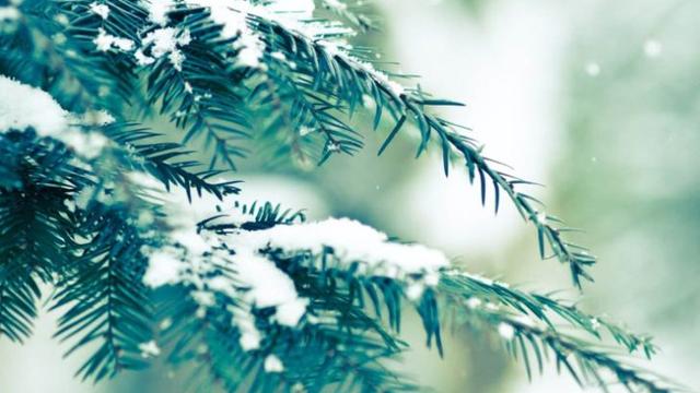 古诗松树唐白居易