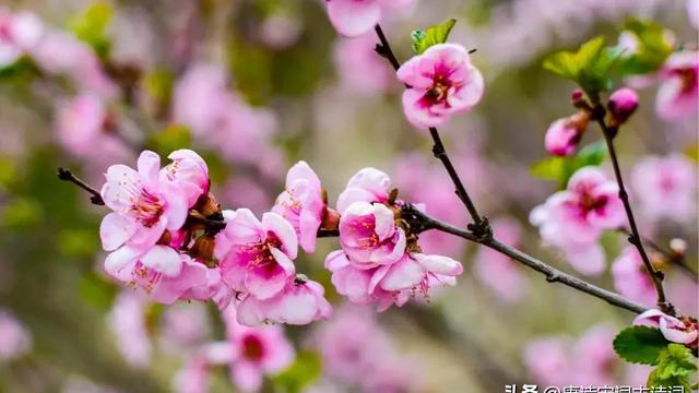 与梅花有关的诗句王安石