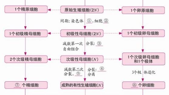 高中生物必修一必修二知识点