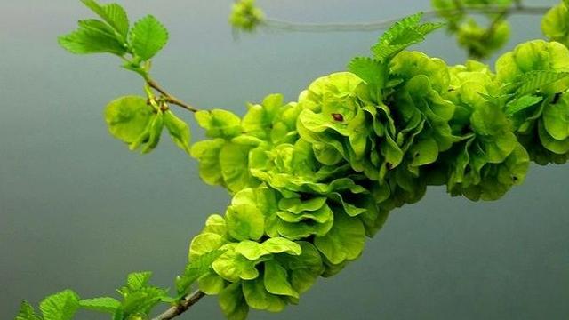 杨花落诗文