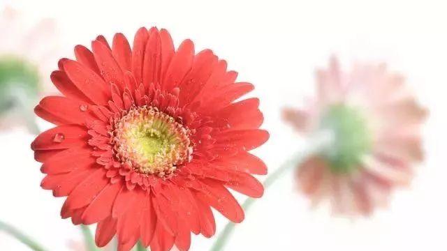 向別人介紹—種糕點或水果作文
