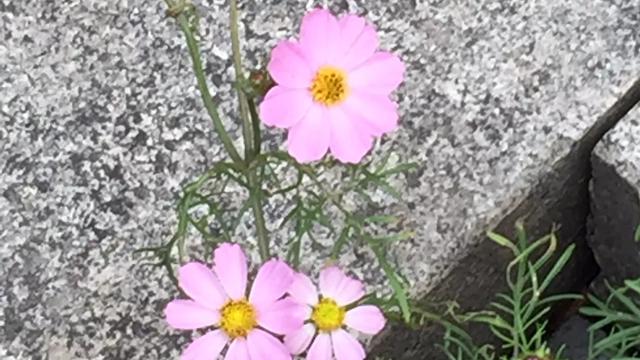 精选小学开学第一周周记四篇