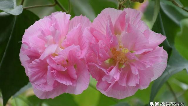 關于芙蓉的詩句不勝數據請你摘抄一二